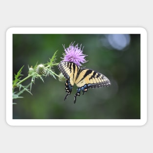 Swallowtail on Thistle Sticker